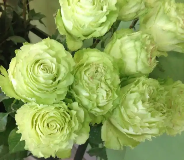Роза «Лимонад» (Rose 'Lemonade')
