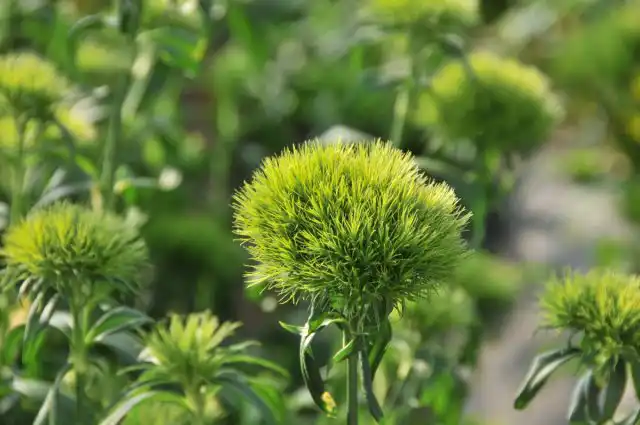 Гвоздика «Грин Трик» (Dianthus barbatus 'Green Trick')