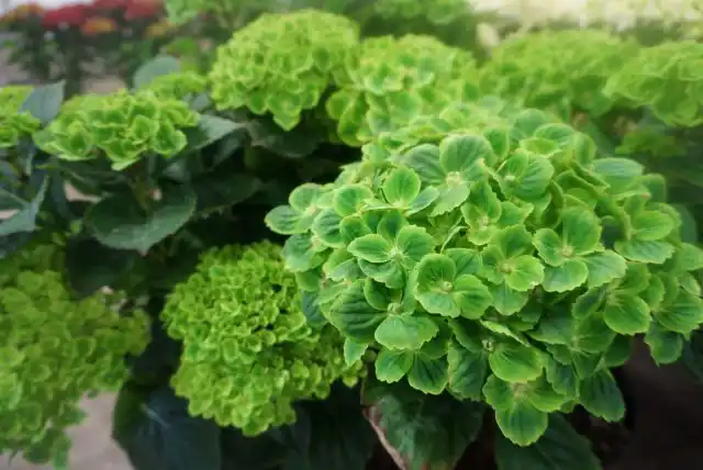 Гортензия «Грин Клауд» (Hydrangea 'Green Cloud')