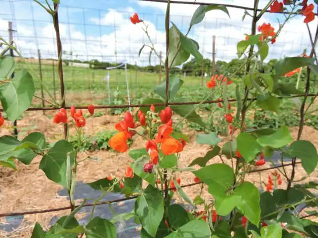 Фасоль невероятно легко выращивать