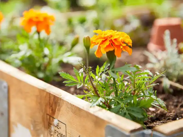 У бархатцев большие, ярко окрашенные цветочные головки, которые понравятся детям