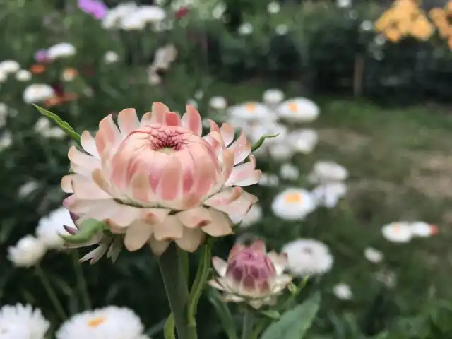 Цветы бессмертника идеальны для творчества вместе с ребятами