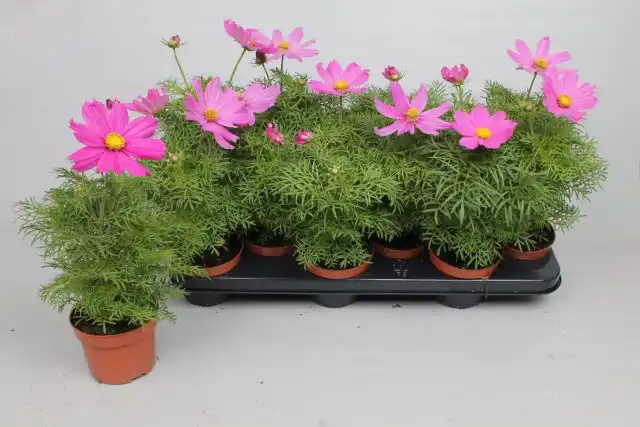 Космеи отлично подходят для привлечения бабочек и птиц в сад и на ваш балкон