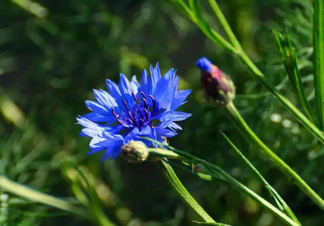 Васильки можно вплетать в цветочную корону, венок, для маленьких головок