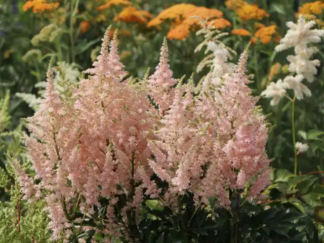Астильба «Юник Салмон» (Astilbe 'Younique Salmon')