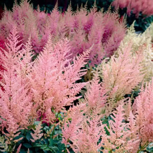 Астильба «Пичес энд Крим» (Astilbe Arendsii 'Peaches and Cream')