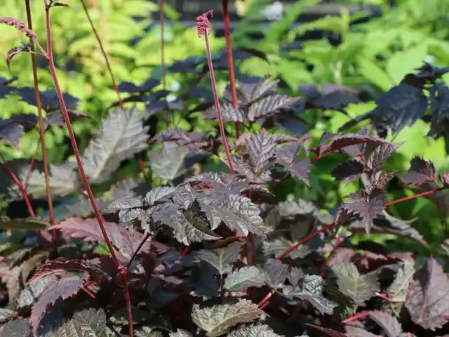 Астильба «Чоколат Сёгун» (Astilbe 'Chocolate Shogun')