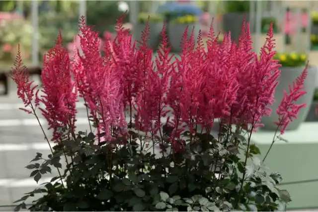 Астильба «Майти Чоколат Черри» (Astilbe Chinese 'Mighty Chocolate Cherry')