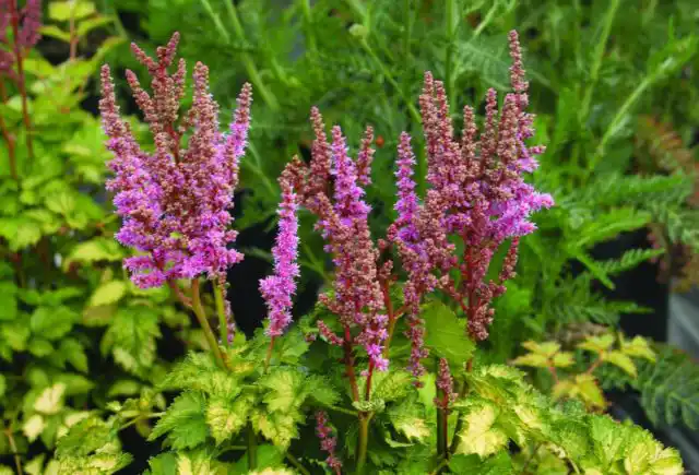 Астильба «Колор Флеш Лайм» (Astilbe arendsii 'Color Flash Lime')