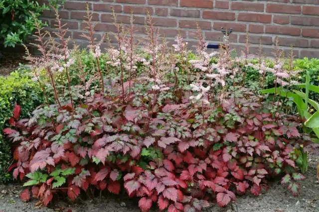Астильба «Колор Флэш» (Astilbe arendsii 'Color Flash')
