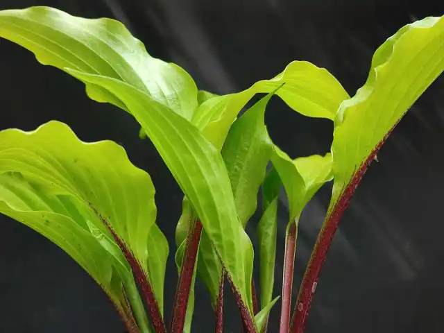 Хоста «Крис Чайна Стар» (Hosta 'Chris' China Star')