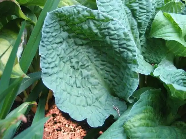 Хоста «Кринклд Лезер» (Hosta 'Crinkled Leather')