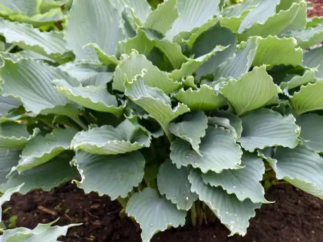 Хоста «Даймонд Лэйк» (Hosta 'Diamond Lake')