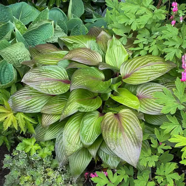 Хоста «Ферст Блаш» (Hosta 'First Blush')