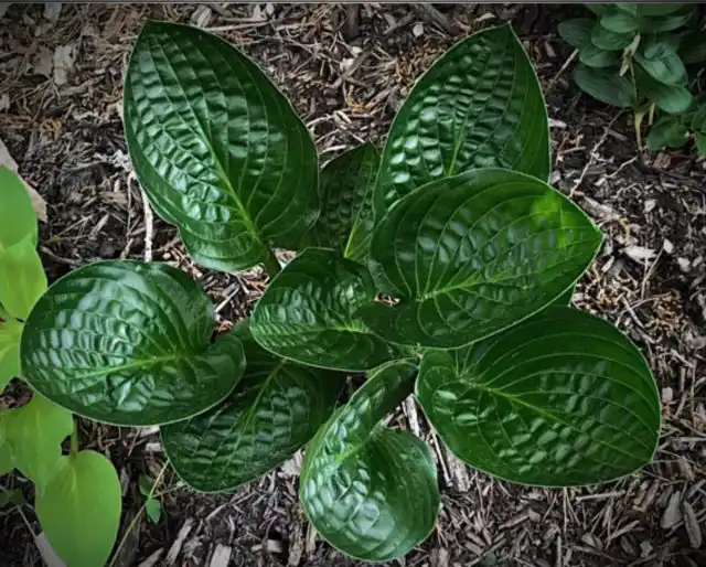 Хоста «Миднайт Ойл» (Hosta 'Midnight Oil')