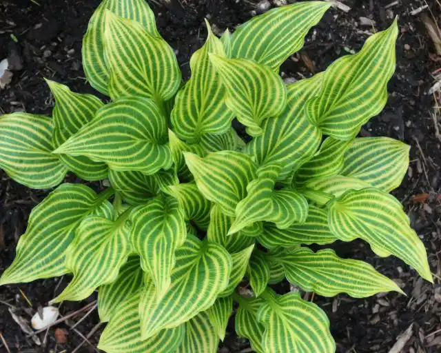 Хоста «Мито Но Хана» (Hosta 'Mito-No-Hana')