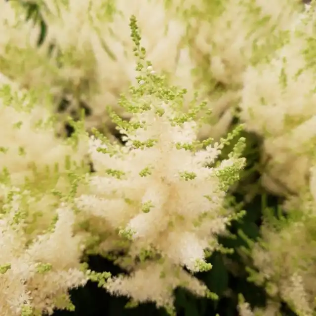Астильба «Мохито» (Astilbe chinensis 'Mojito')