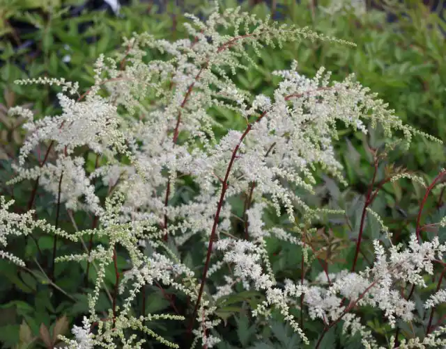 Астильба «Моккачино» (Astilbe 'Moccachino')