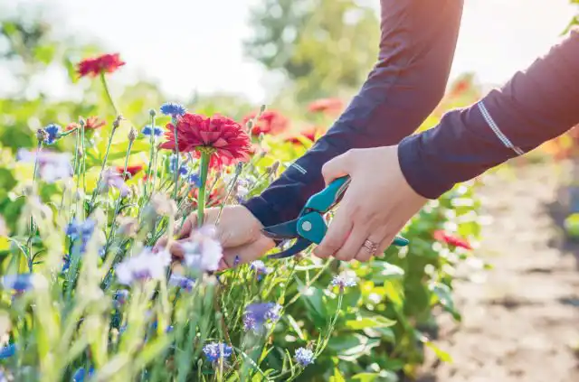 К сожалению, цветки с поврежденными или отсутствующими лепестками необходимо срезать