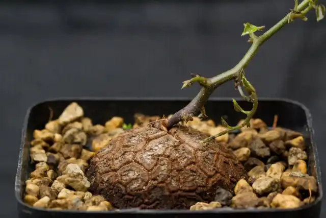 Диоскорея слоновая