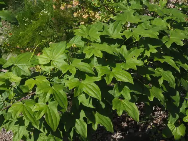 Диоскорея ниппонская