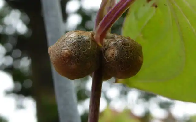 Диоскорея супротивнолистная или Китайский ямс