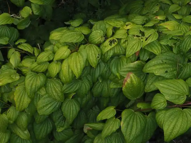 Подземная часть представляет собой не клубень, как у картофеля, а корнеплод, как морковка, только многолетний