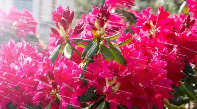 Регулярный полив особенно важен в первый год после посадки и во время длительной засухи.