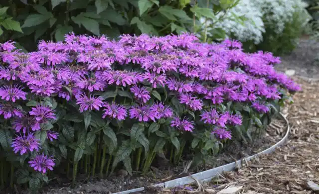 Монарда — еще одно быстро растущее многолетнее растение, которое любит засушливые условия.