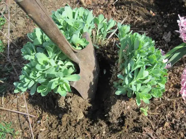 В некоторых случаях может понадобиться острый нож или топор, чтобы разрубить комок.