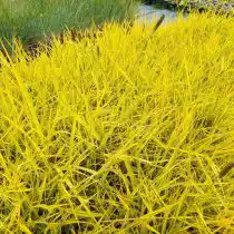 Лисохвост луговой