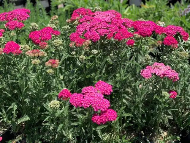 Тысячелистник