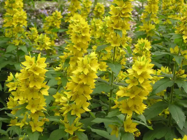 Вербейник точечный