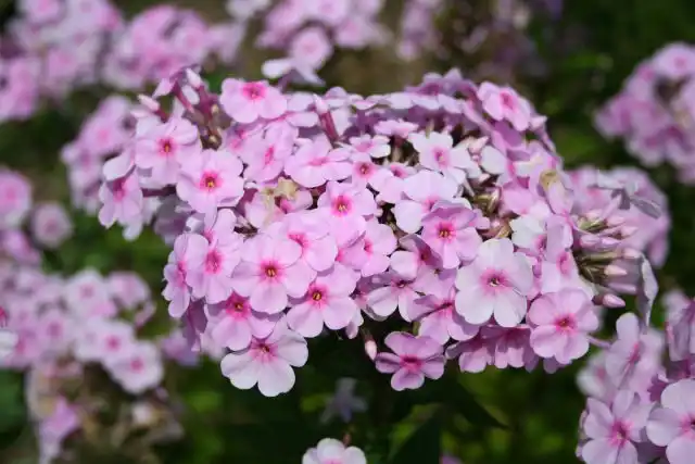 Флокс метельчатый