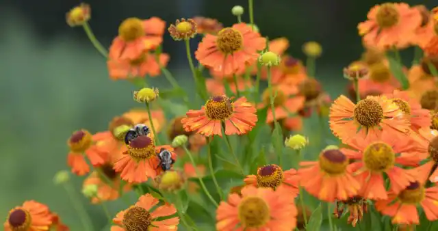 Гелениум осенний