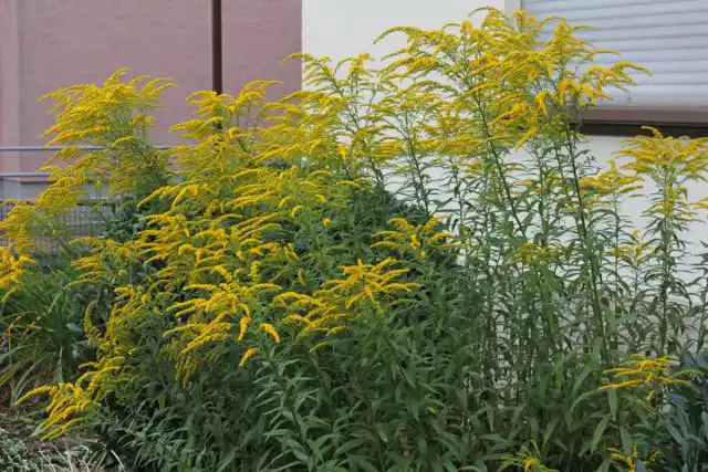 Золотарник канадский, или солидаго