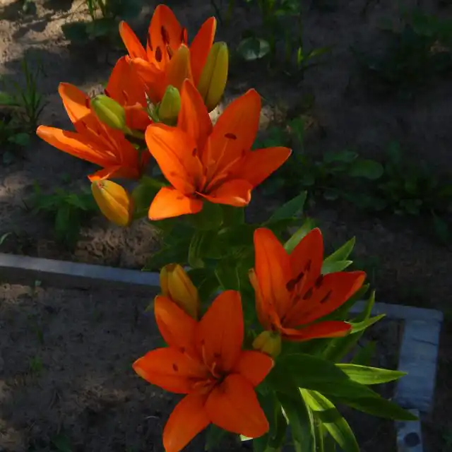 Лилия «Оранж Саммер» ('Orange Summer')