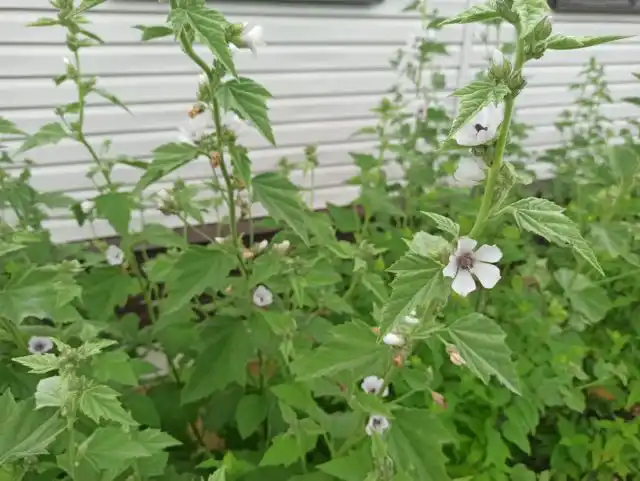 Это выносливое, устойчивое к болезням растение, которое редко имеет проблемы с вредителями и болезнями