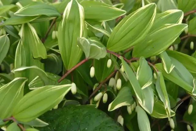 Метровой высоты достигает североамериканский вид купена переменчивая (Polygonatum commutatum)