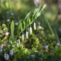 Купена душистая (Polygonatum odoratum)
