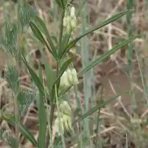 Купена сибирская (Polygonatum sibiricum)