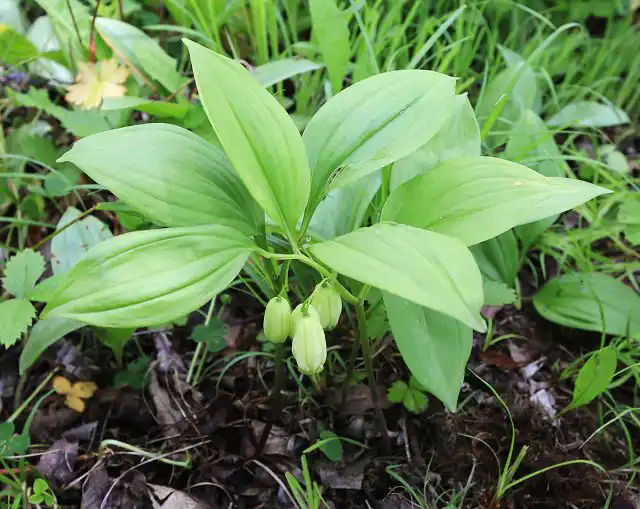 Ещё одна невысокая дальневосточница - купена остролистная (Polygonatum acuminatifolium)