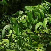 Купена Максимовича (P. odoratum var. Maximowiczii)