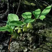 Купена Десулави (Polygonatum desoulavyi)