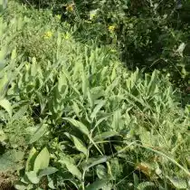 Заросли купены душистой