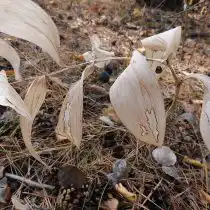 Отмерший побег купены душистой с плодами