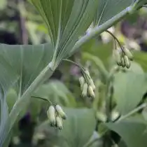 Купена многоцветковая имеет обильные, но менее заметные чем у других видов цветками зеленоватой окраски