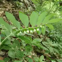 Многочисленными белыми, хотя и сравнительно мелкими цветками может похвастать купена восточная