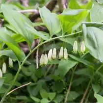 Часто встречается купена гладкая привлекая внимание особым изяществом свисающих белых цветков