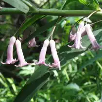 Купена розовая (Polygonatum roseum)